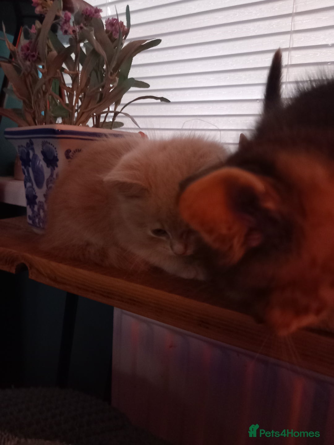 Mixed Breed cats for sale: 1 tabby girl left £130  - Image 10