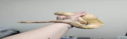 Python Snake reptiles for sale: Royal pythons - Advert 10
