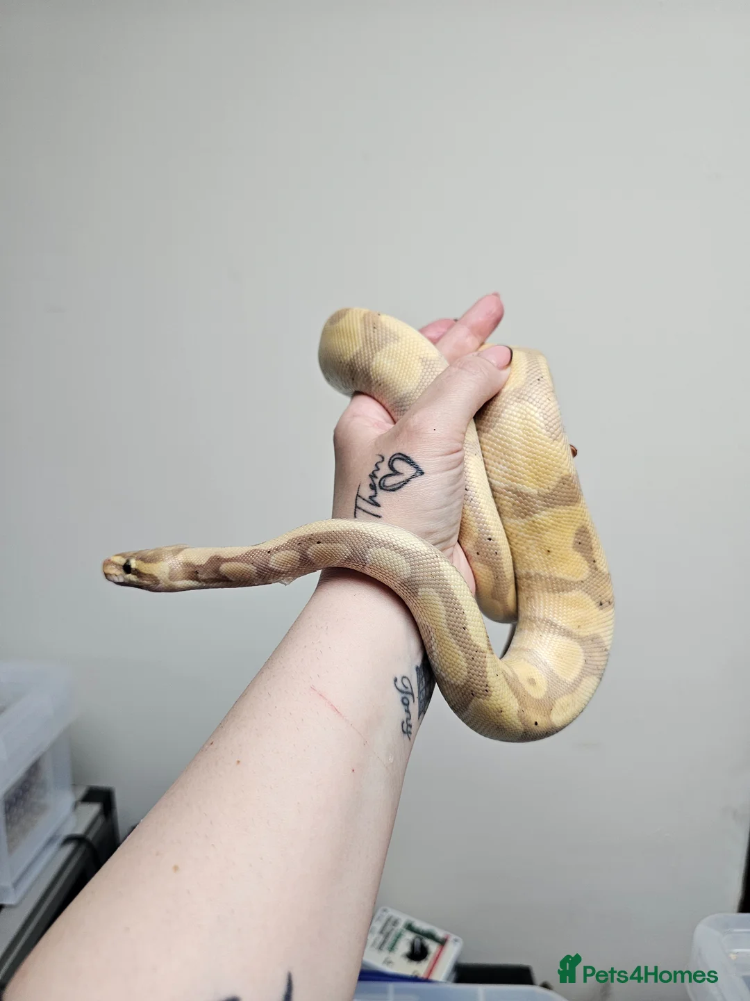Python Snake reptiles for sale: Royal pythons - Advert 10