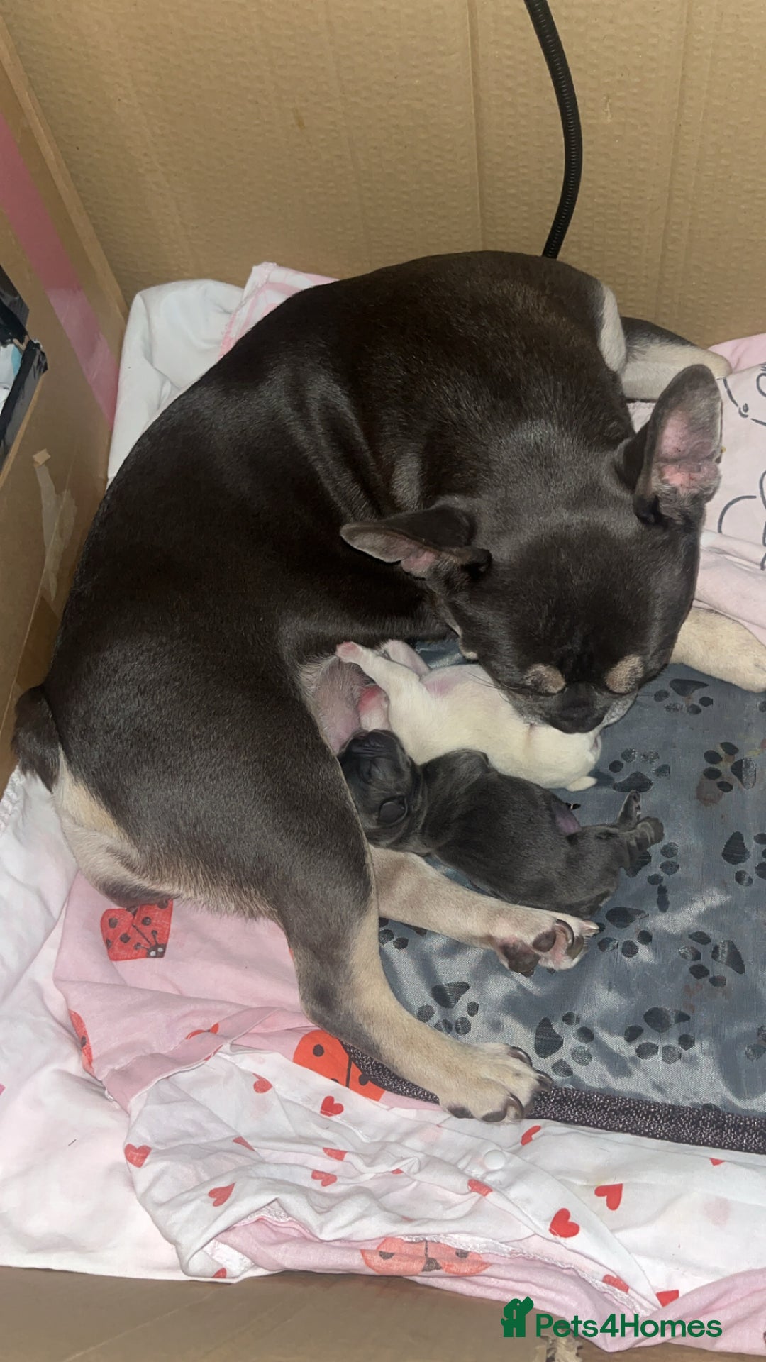 French Bulldog dogs for sale: FRENCH BULLDOG PUPPIES FOR SALE STUNNING COLOURS - Image 5