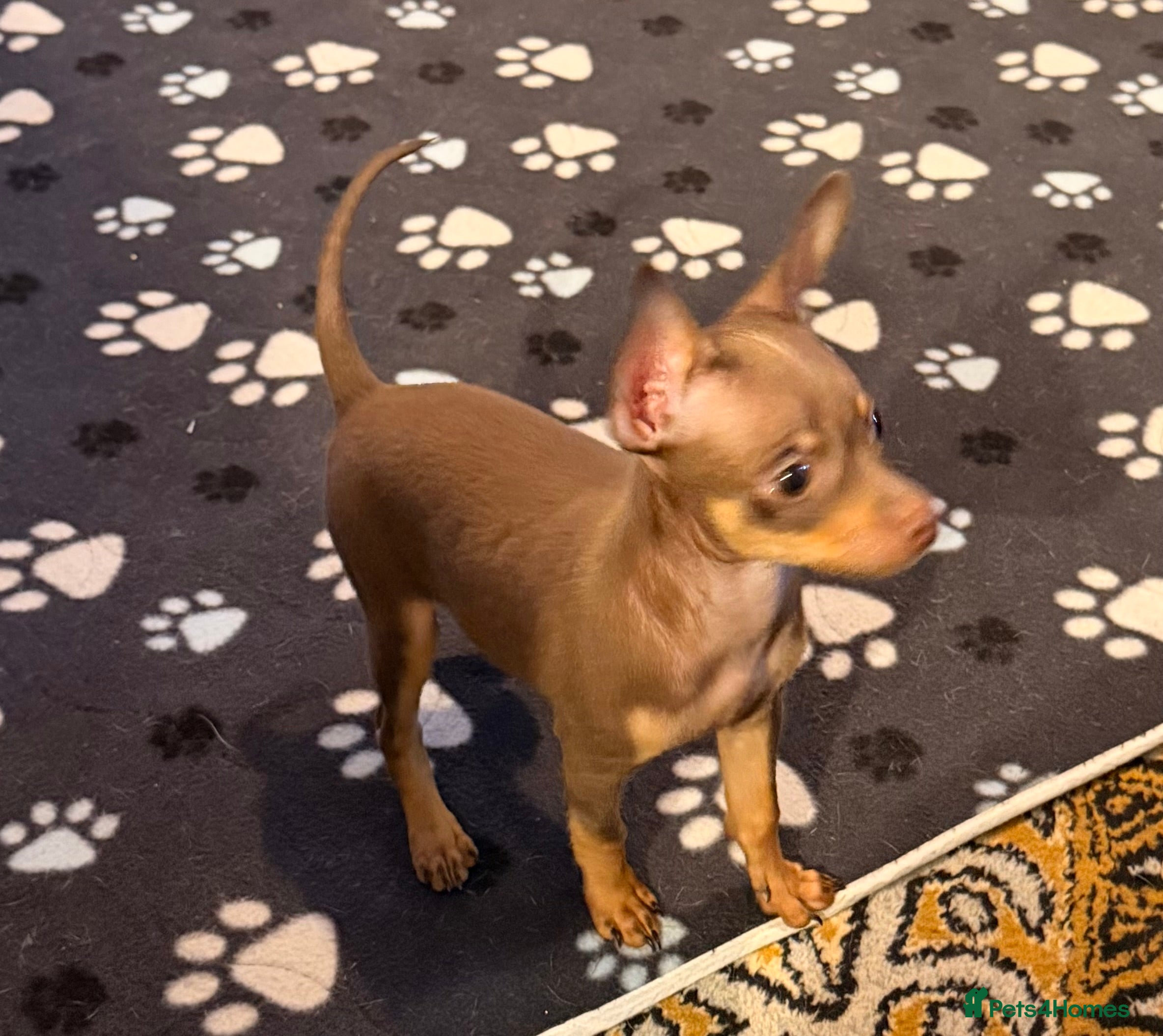 Russian Toy Terrier dogs Ready to join your family  - Advert 16