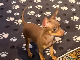 Russian Toy Terrier dogs Ready to join your family - Advert 12