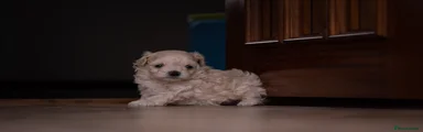 Maltipoo 3