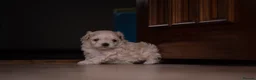 Maltipoo dogs for sale: Beautiful Multipoo Puppies in Perth - Advert 7