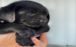 Labrador Retriever dogs for sale: Chunky black yellow lab pups - Image 2