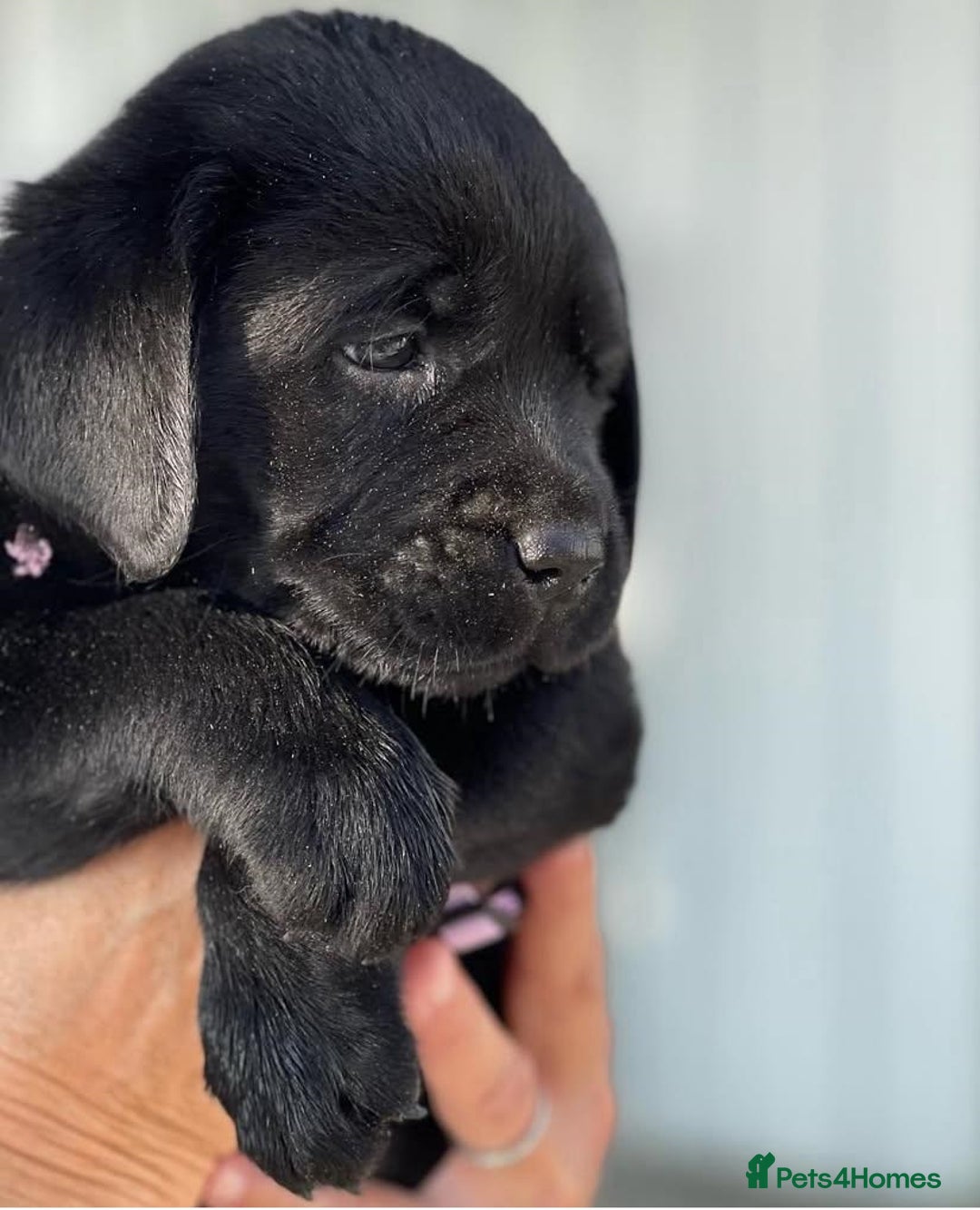 Labrador Retriever dogs for sale: Chunky black yellow lab pups - Image 2