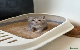 Scottish Fold cats for sale: Scottish fold kittens ready to find new homes - Image 27