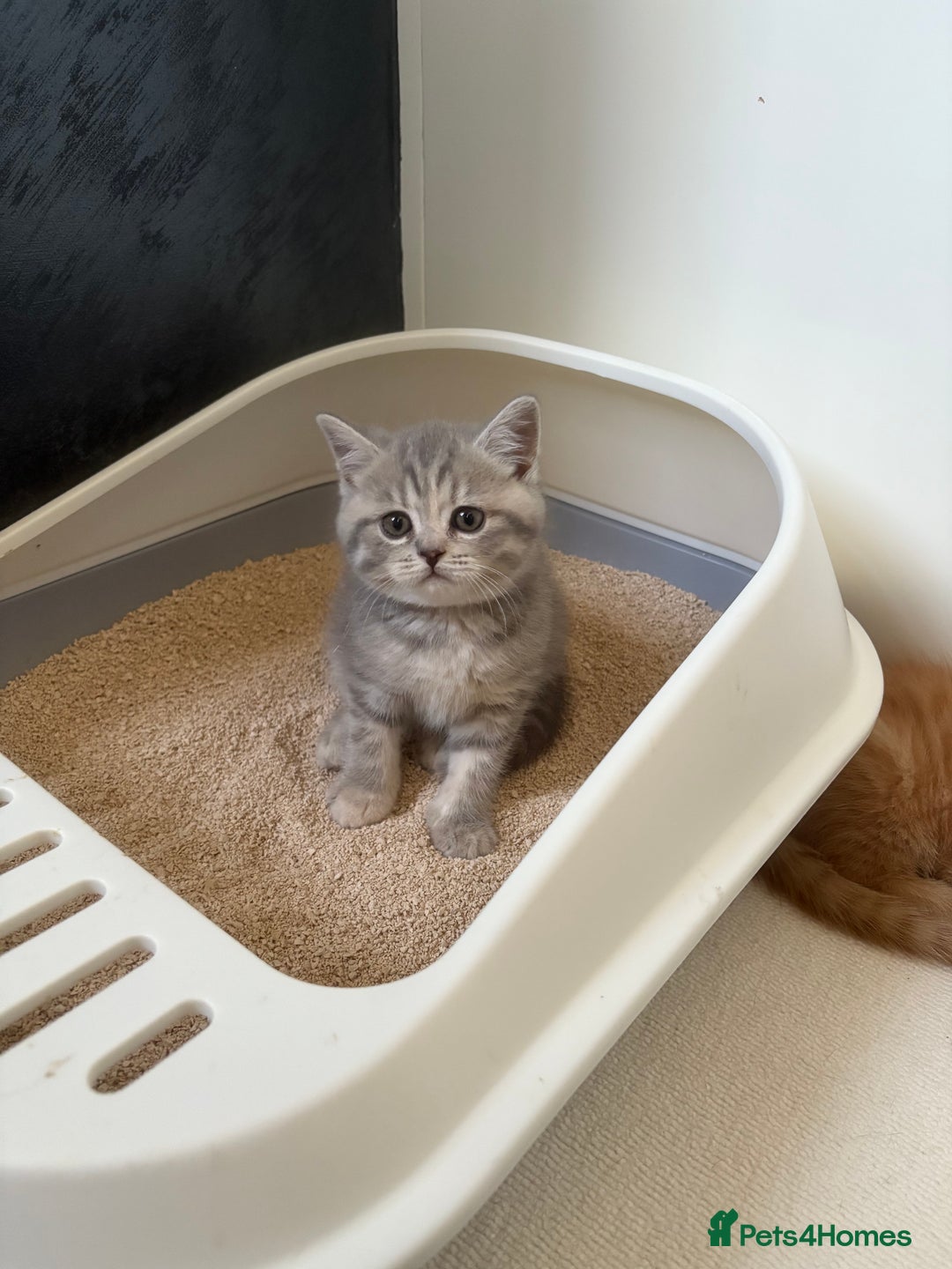 Scottish Fold cats for sale: Scottish fold kittens ready to find new homes - Image 27