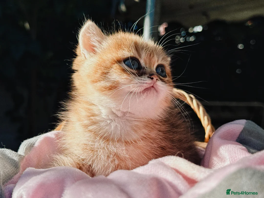 British Shorthair cats for sale: GCCFreg shampion parents  BSH  golden chinchilla   - Advert 31