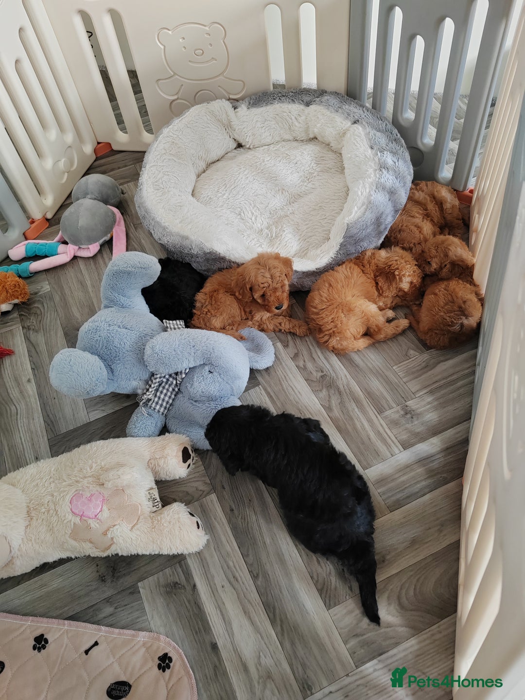 Cavapoo dogs for sale: TOY CAVAPOO DNA TESTED PARENTS AND GRANDPARENTS  - Image 5