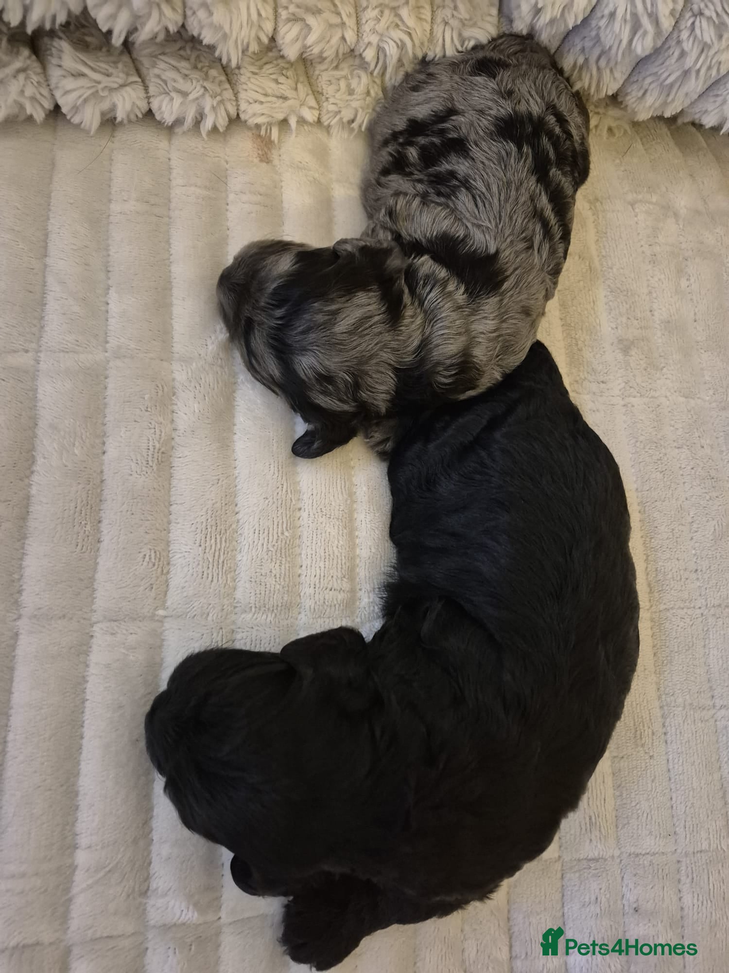 Cavapoo dogs for sale: Rare Merle F1b Cavapoo - Advert 2