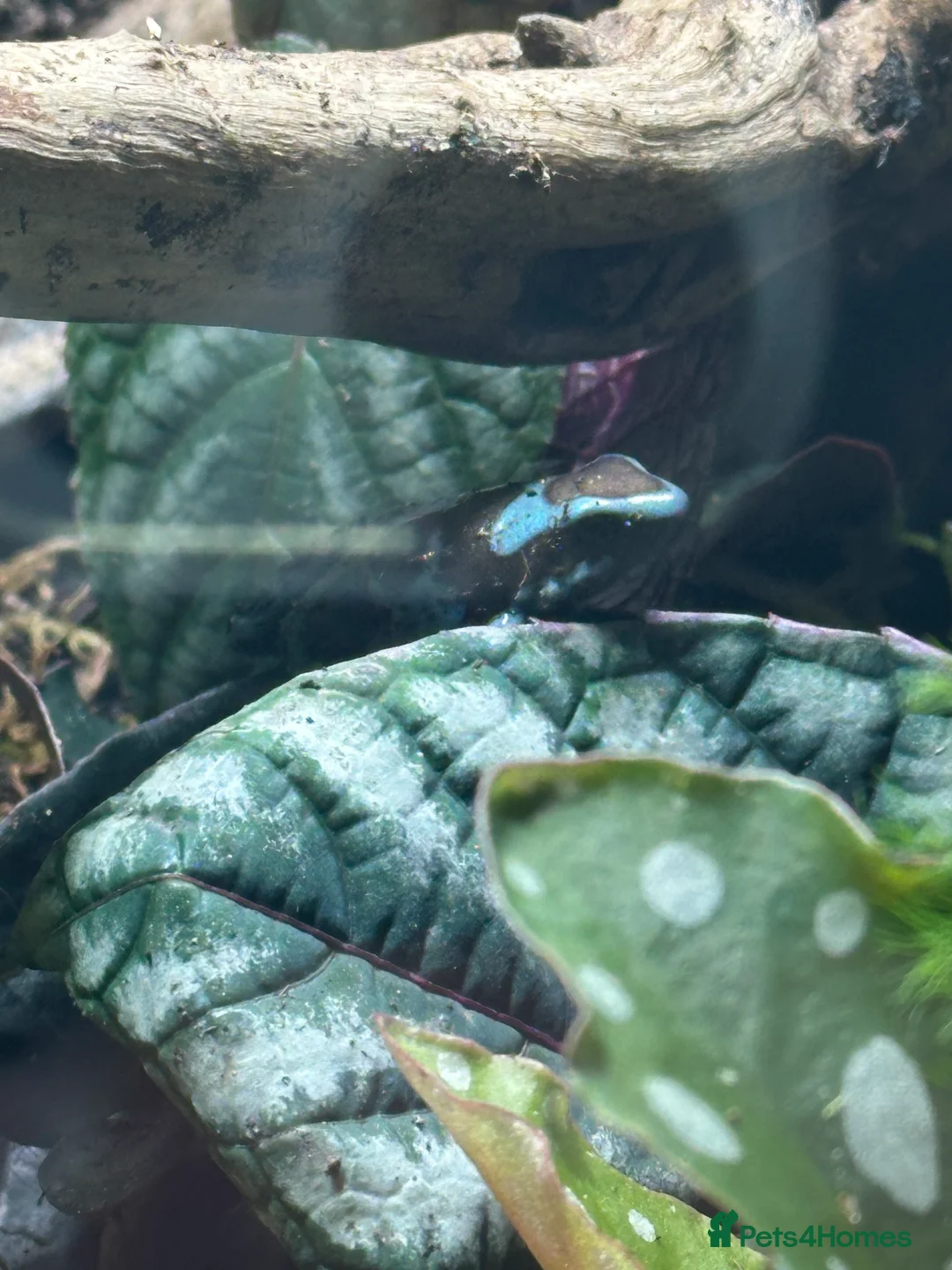 Frog reptiles for sale: Dart frogs and full bio-active set up  - Advert 3