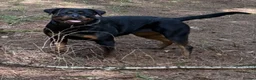 Mixed Breed dogs for sale: Cane Corso/Rottweiler puppies in Bridgwater - Advert 3