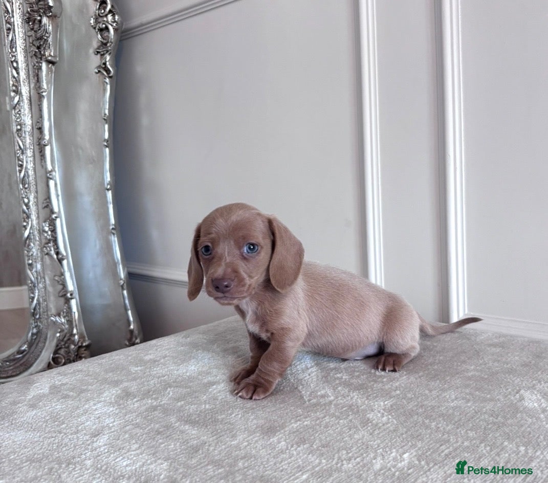 Miniature Dachshund dogs Kc miniature dachshund puppies  - Advert 8