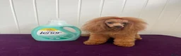 Toy Poodle dogs for sale: KC REGISTERED TOY POODLES FULLY HEALTH TESTED  - Advert 6
