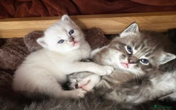 Perdoll cats for sale: FLUFFY PERDOLL KITTENS - Image 21