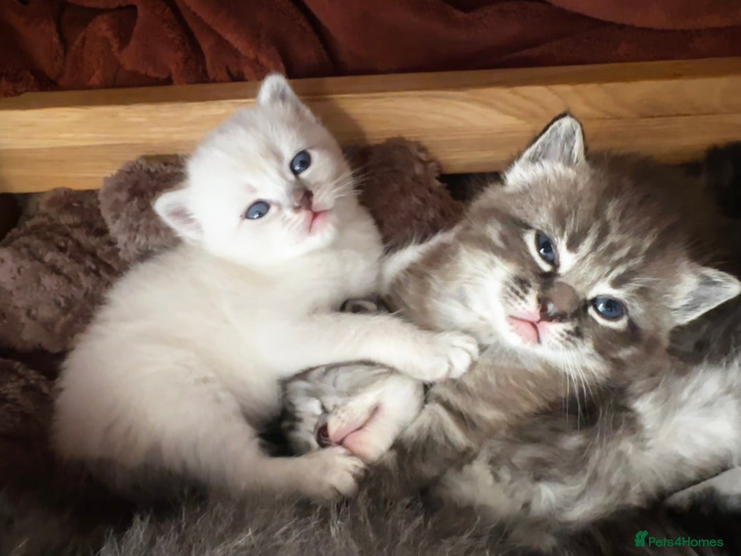 Perdoll cats for sale: FLUFFY PERDOLL KITTENS - Image 21