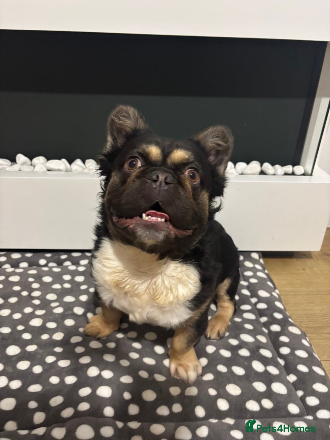 French Bulldog dogs for sale: Fluffy frenchi  - Advert 13