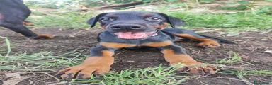 Dobermann Puppy 8