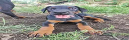 Dobermann dogs for sale: Adorable Doberman puppies  - Advert 29