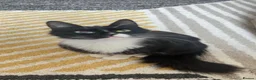 Mixed Breed cats for sale: 8 Week Old Kittens in Birmingham - Advert 1