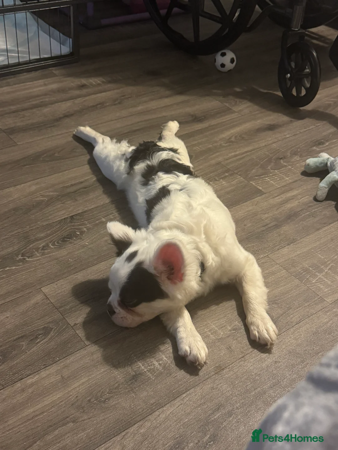 French Bulldog dogs for sale: Fluffy Frenchie - Advert 2