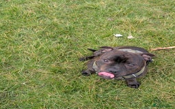 Staffordshire Bull Terrier dogs for stud: Michael Ledwon  in Hull - Image 5