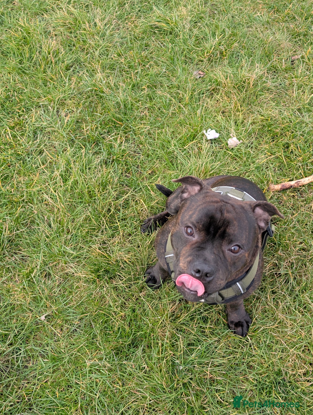 Staffordshire Bull Terrier dogs for stud: Michael Ledwon  in Hull - Image 5