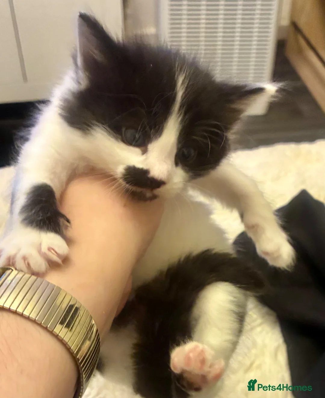 Turkish Angora cats for sale: Turkish angora kitten  in Sheffield - Advert 2