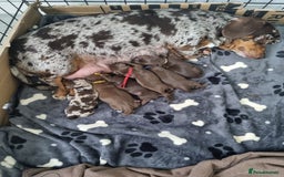 Miniature Dachshund dogs for sale: 6 beautiful miniature Dachshund 7 weeks old - Image 2