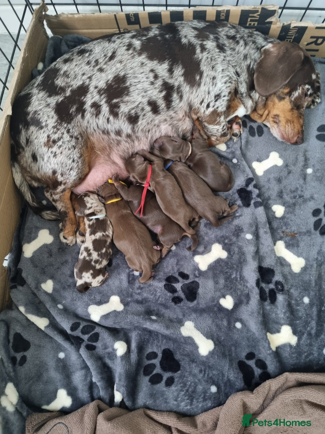 Miniature Dachshund dogs for sale: 6 beautiful miniature Dachshund 7 weeks old - Image 2