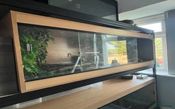 Corn Snake reptiles for sale: Female corn snake and full setup - Image 4