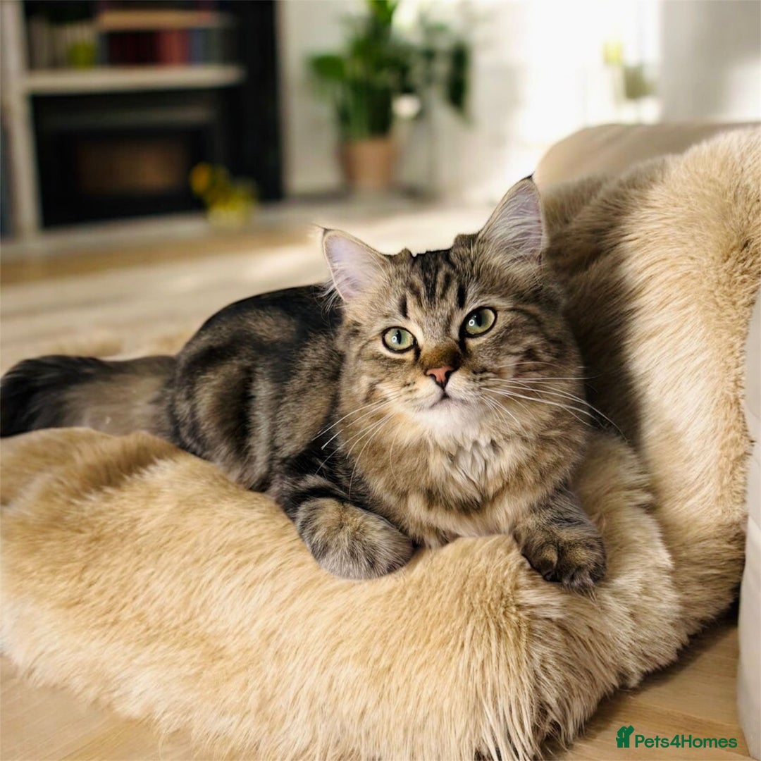 Persian cats for sale: Emerald the Royal Persian Cat 🐈  - Image 4