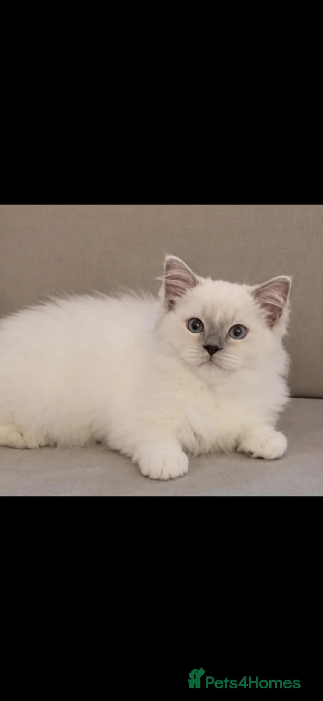 Ragdoll cats for sale: Lilac mitted ragdoll male - Advert 2