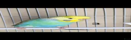 Budgerigars birds for sale: Baby Rainbow Budgies  - Advert 5
