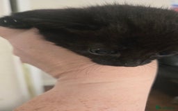 British Shorthair cats for sale: 3 adorable black kitten mixed with bengal - Image 3