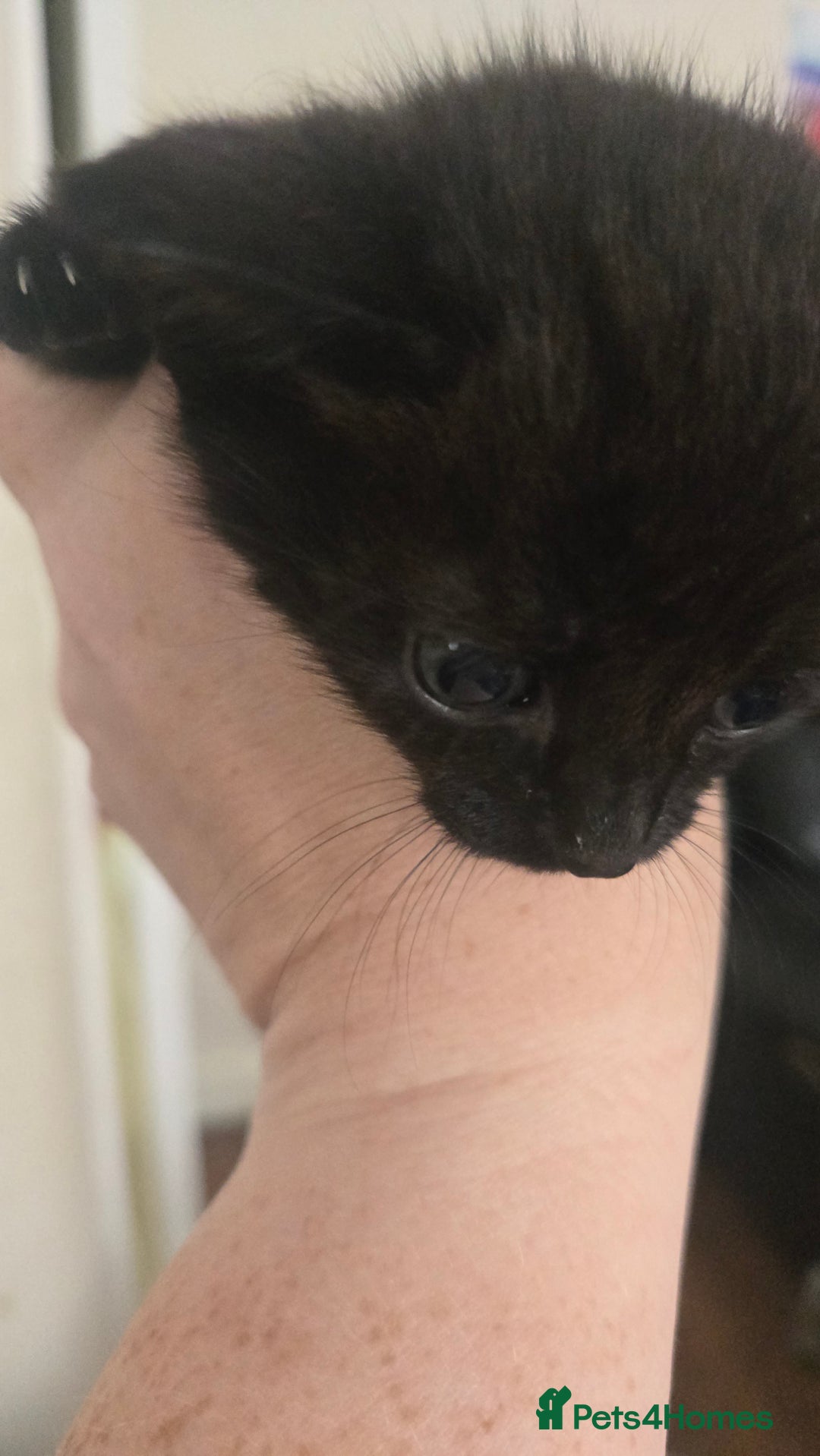 British Shorthair cats for sale: 3 adorable black kitten mixed with bengal - Image 3