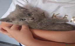 British Shorthair cats for sale: Adorable British short hair Kittens  - Image 3
