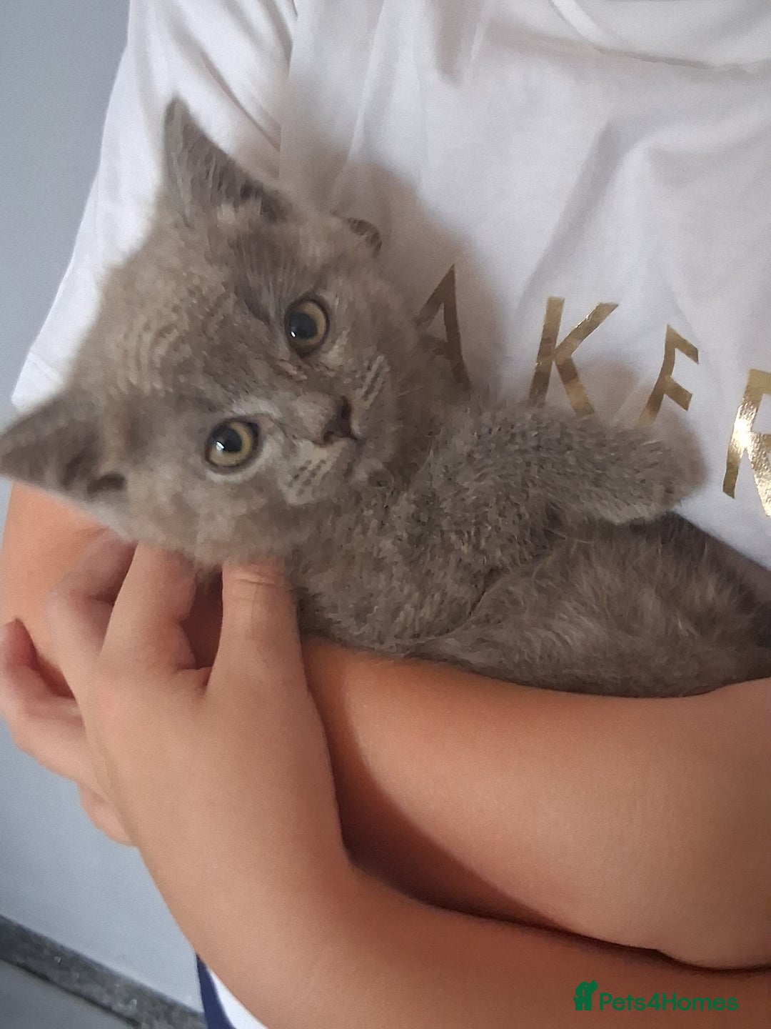British Shorthair cats for sale: Adorable British short hair Kittens  - Image 3
