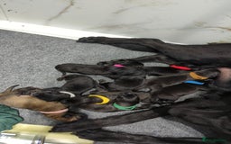 German Shepherd dogs for sale: Black Working Line German Shepherd Puppies - Image 14