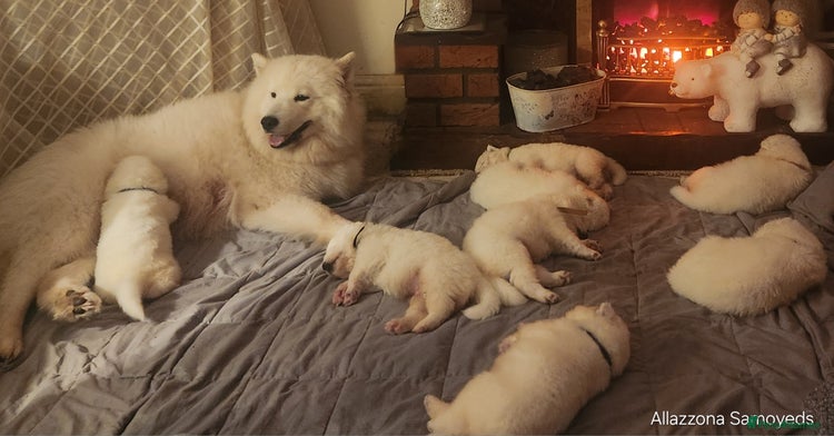 Samoyed dogs in Leek - Advert 18
