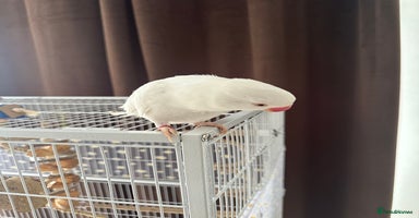Ringnecks birds - Advert 7