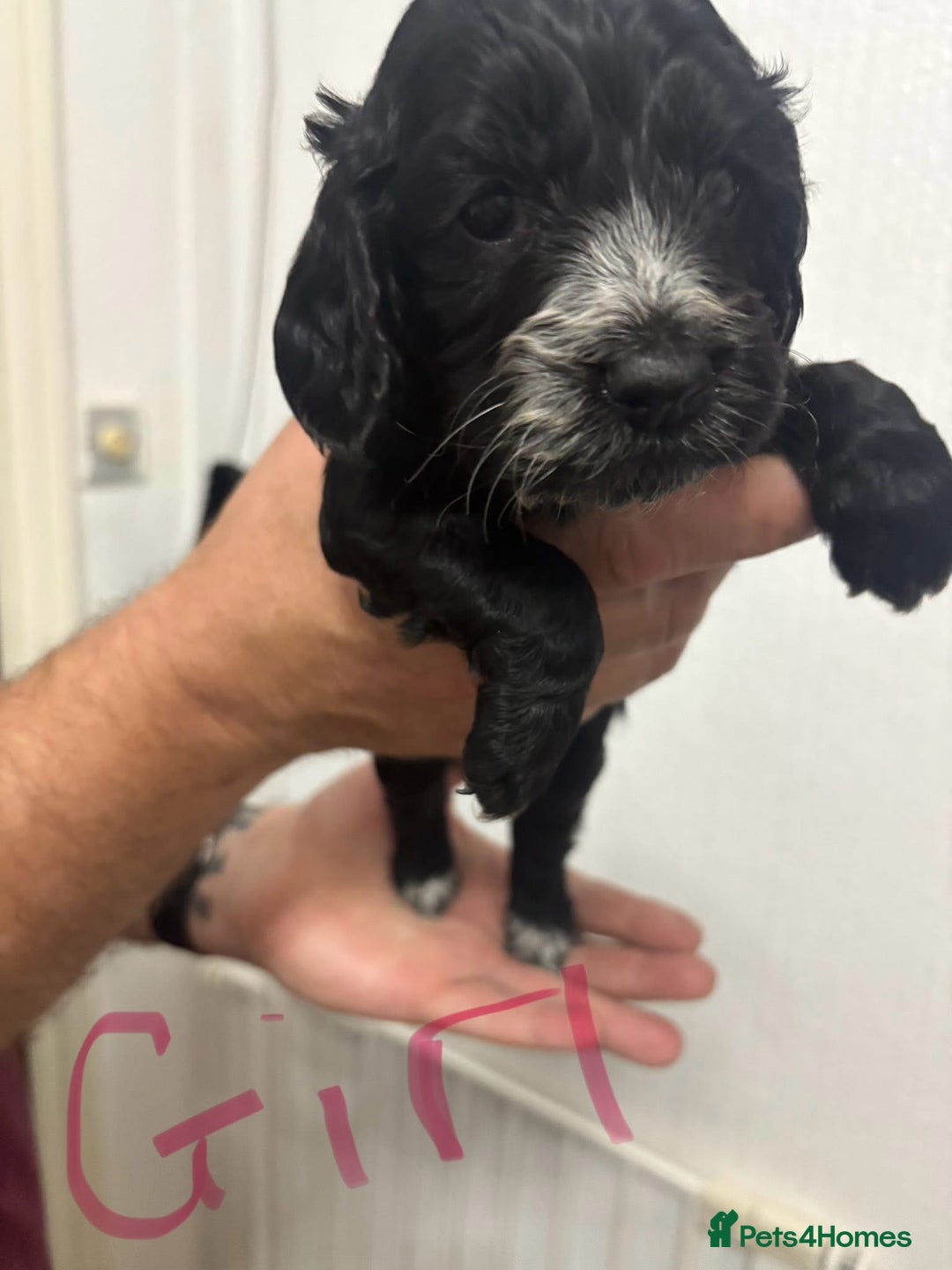 Cocker Spaniel dogs for sale: Cocker spaniel puppies  - Image 2