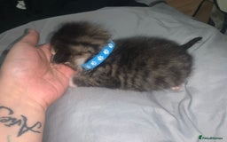 Mixed Breed cats for sale: beautiful kittens  - Image 19