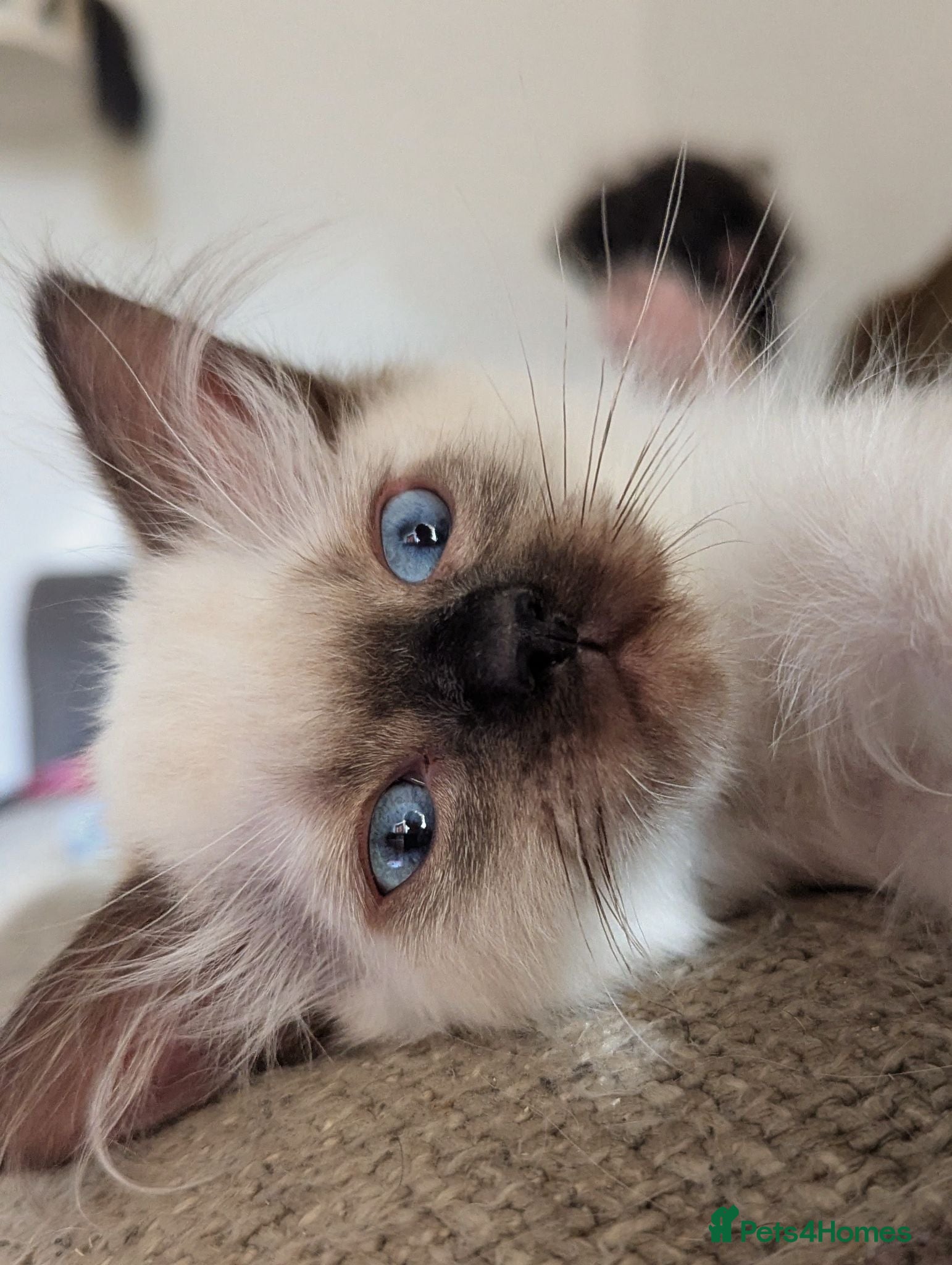 Ragdoll cats Individually gorgeous ragdoll babies 💖💖💖 - Advert 11