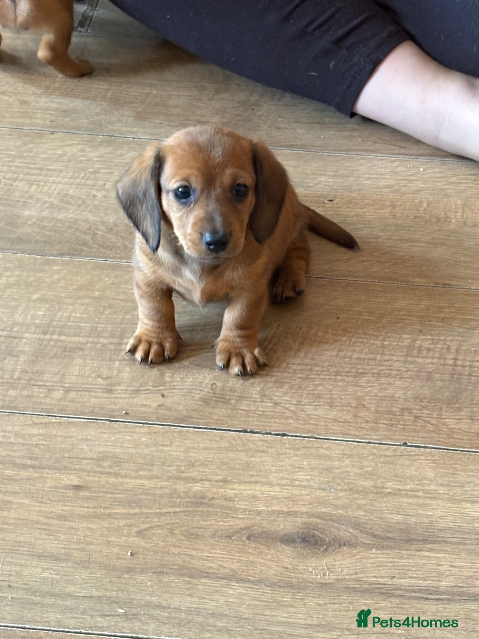 Miniature Dachshund dogs Gorgeous miniature dachshunds READY NOW - Advert 18