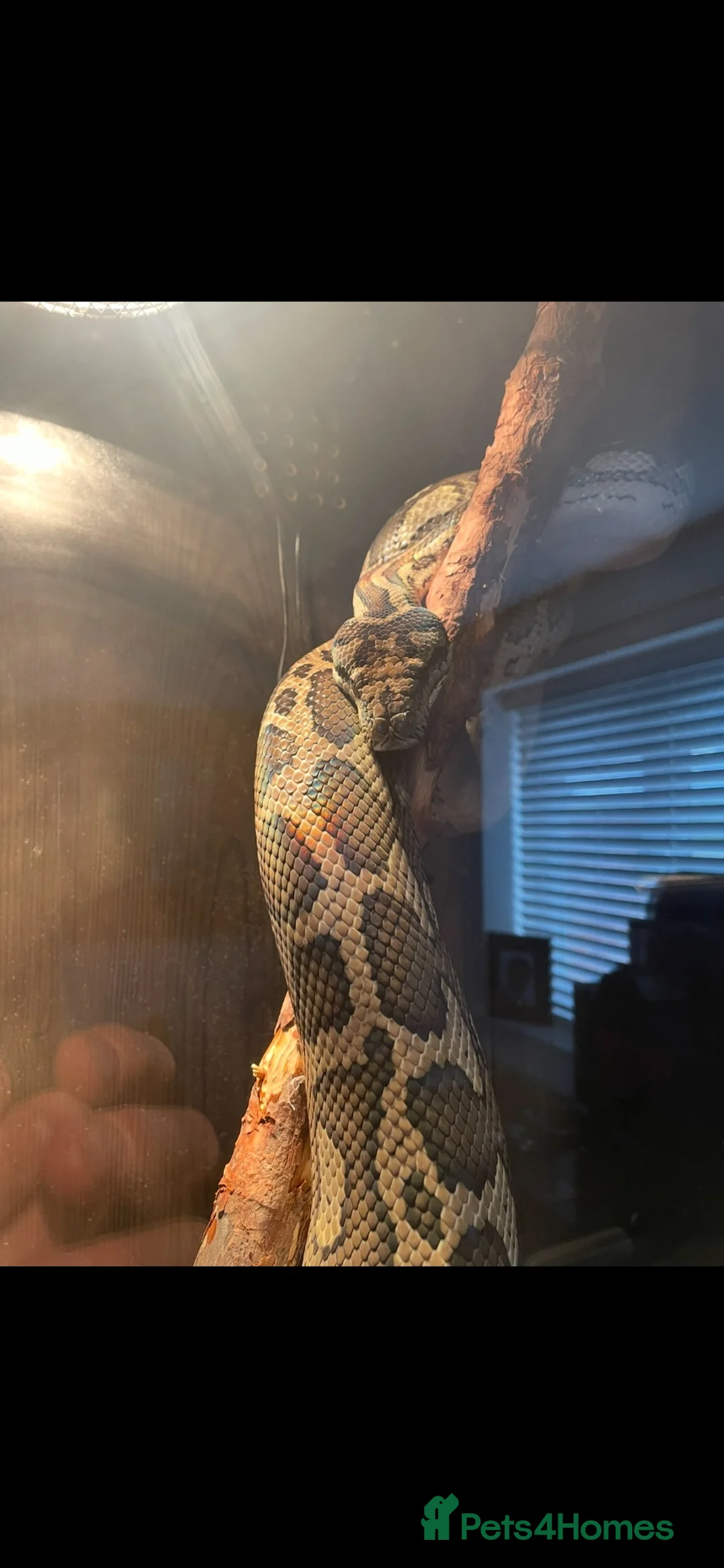 Python Snake reptiles for sale: Carpet python approx 10 ft - Advert 4