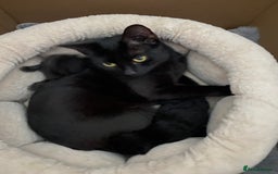 American Shorthair cats for sale: 2 males  - Image 6