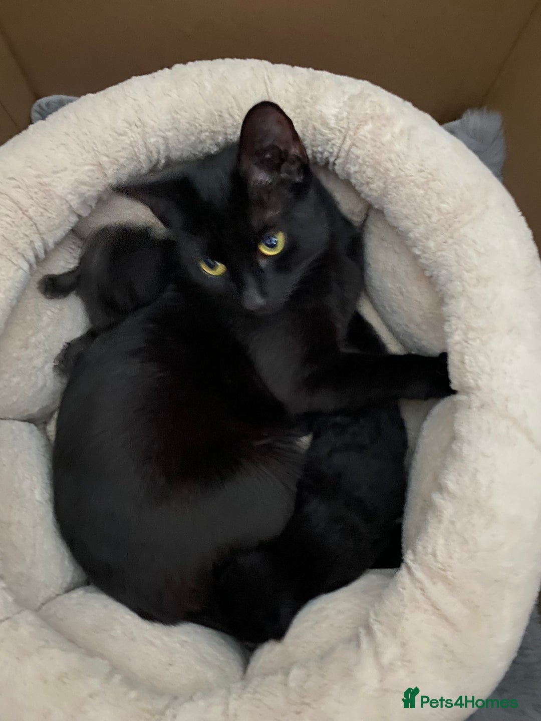 American Shorthair cats for sale: 2 males  - Image 6