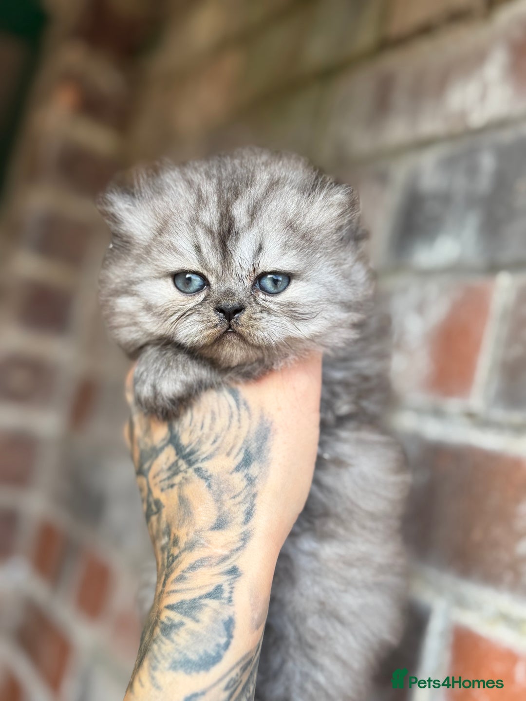 Persian cats for sale: Chinchilla Persians  - Advert 6